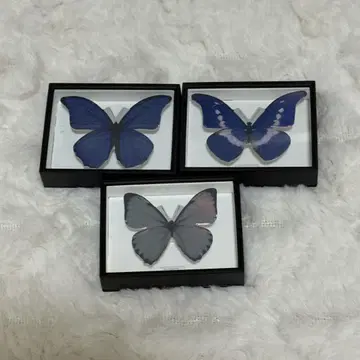 독일 상자 마그넷 컬렉션 모르포 나비 특장판