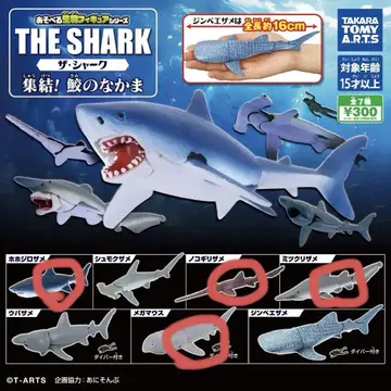 더 샤크 집결! 상어 동료 4종