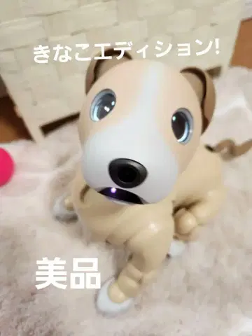 [레어 판매 종료] aibo 2024년 컬러 모델 키나코 에디션