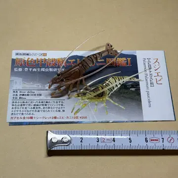 유진 원색 갑각류 새우 게 도감 I 줄새우