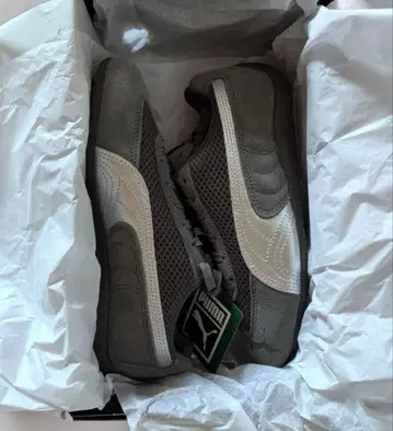 스피도 캣 프리미엄