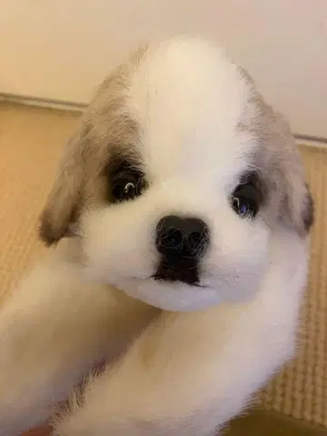 사계절 오리지널 시츄 봉제 인형 새상품