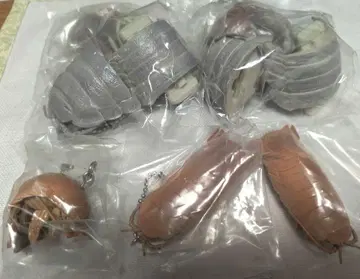 네이처 테크니컬러 대왕소라게와 큰소라게 5종 묶음 판매