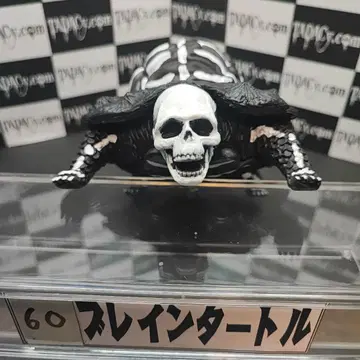 60 브레인 터틀