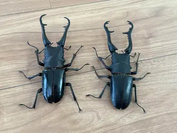 기라파사슴벌레 케이스케와 다이스케 생물대도감 어드밴스