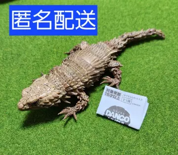 아르마딜로 도마뱀 (먹선 작업 레어 Ver.)