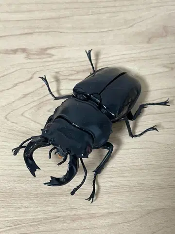타란두스사슴벌레 생물대도감 사슴벌레04 곤충 생물 가챠