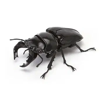 새상품 타란두스오오츠야사슴벌레 생물대도감장수풍뎅이04 곤충 생물