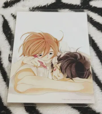 나카무라 아스미코 브로마이드 라미네이티드 f