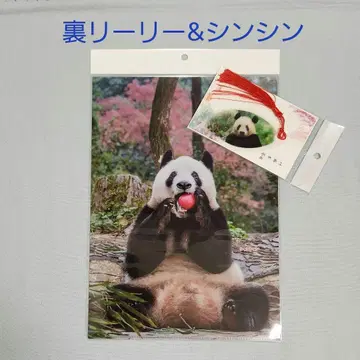 대팬더전 샹샹 리리 신신 클리어 파일 잎맥 책갈피