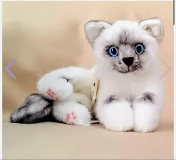 쾨센사 봉제 인형 뒹굴거리는 고양이 히말라야 새끼 고양이
