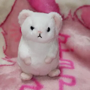 블루블루에 북쪽 동물 봉제 인형 오코죠