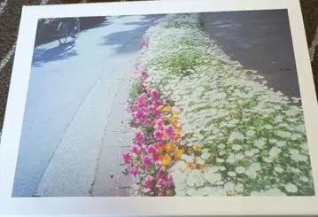 가장 좋아하는 꽃 DVDBOX