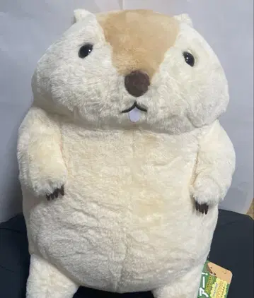 마모트의 모토토 울트라 BIG