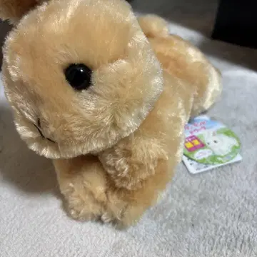 토끼 네덜란드 드워프 봉제 인형 다이토 한정판 새상품급