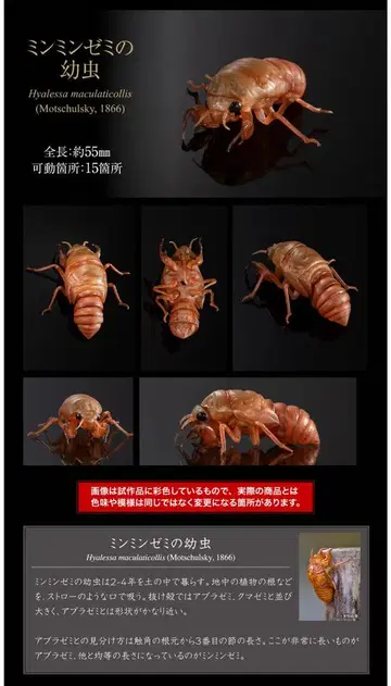 반다이 생물대도감 어드밴스 매미 [ 03 털매미 유충 ]