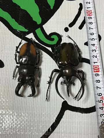 장수풍뎅이 블랙과 오렌지 약