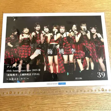 안쥬르므 벚꽃매실복숭아 핑업포스터 핑포스 집합 39