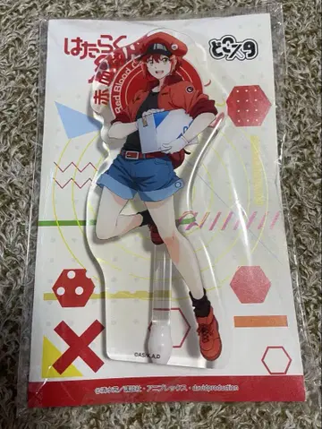 일하는 세포 돗코스타/적혈구