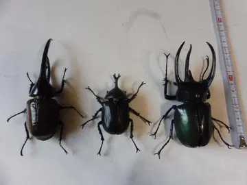 반다이 생물대도감 장수풍뎅이 3체