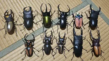 생물 도감 사슴벌레 장수풍뎅이 묶음 판매