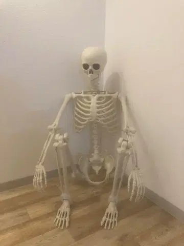 해골 인체 모형 스켈레톤 등신대 약 170cm