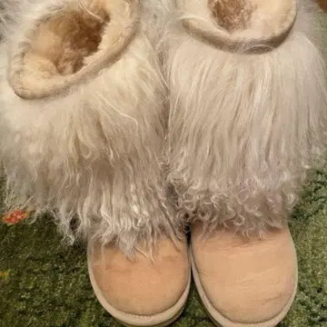 티베트 라무 숏부츠