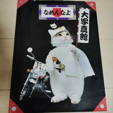 얕보지 마라 대사진관 얕보지마 고양이