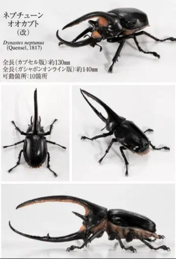 생물대도감 가부토무시 08 네프튠가부토 (개정판) 온라인판