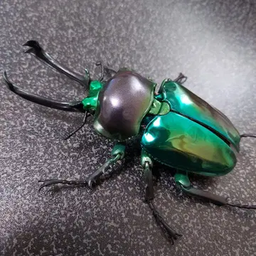 무지개색 사슴벌레 그린 피카르 생물대도감 어드밴스