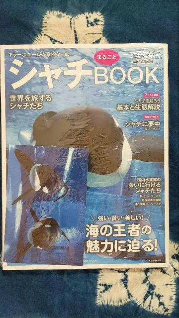 샤치BOOK