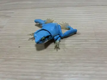 한국 청개구리 파란색