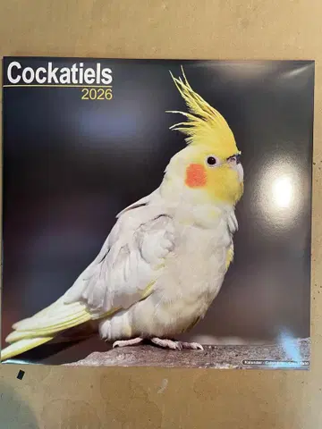 Cockatiels 2026 달력