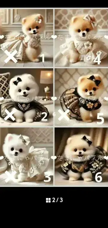 오더 접수 포메라니안