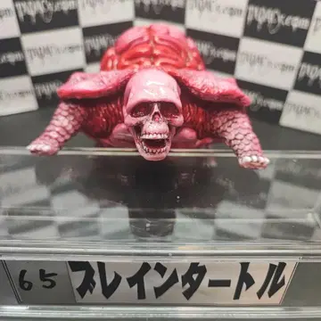 65 브레인 터틀