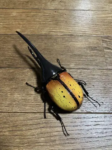 [ 개조용 ] 생물대도감 헤라클레스 에콰토리아누스