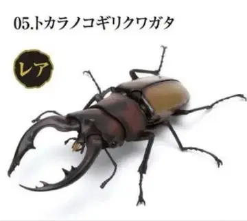 생물대도감 사슴벌레 03 토카라사슴벌레