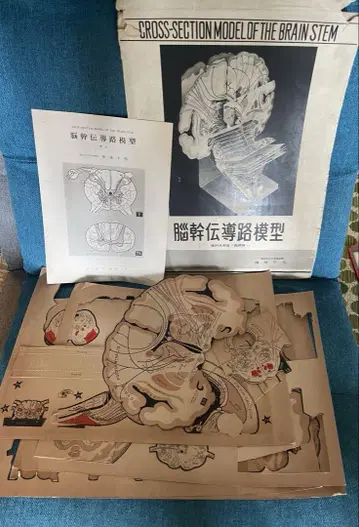 [ 레어 ] 뇌간 단면 모형 교육용 인테리어로도!