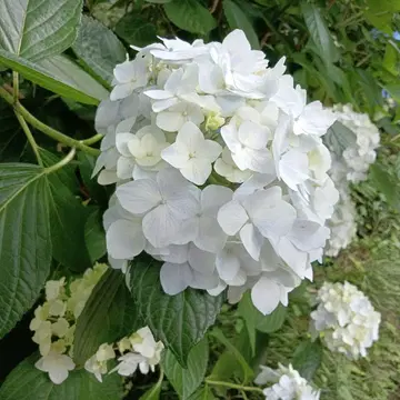 o(^-^)미호(o^-^)님 확인