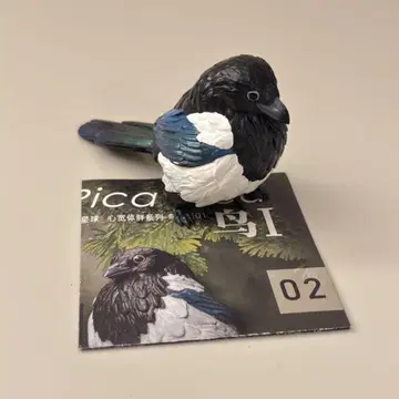 magpie 동물 혹성 planet 까치