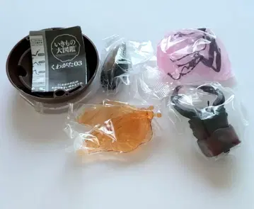 생물대도감 토카라사슴벌레 레어 사슴벌레