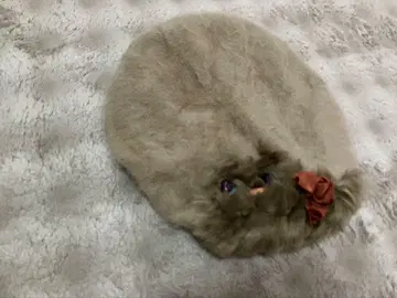 CA4LA 카시라 고양이 베레모