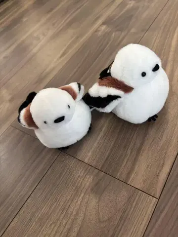 시마연가 에코코에야초 2체