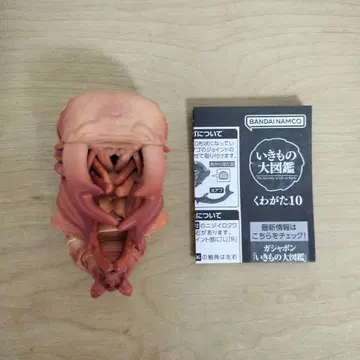 생물대도감 오크와가타 번데기