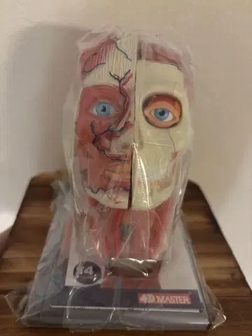 4D MASTER 해부학 피규어 약 14인치