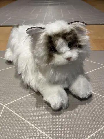 리얼 고양이 봉제 인형 랙돌
