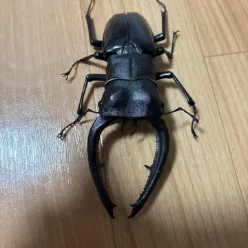 생물대도감 어드밴스 사슴벌레, 만디브라리스