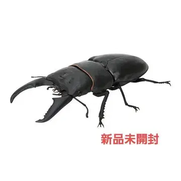 넓적사슴벌레 일본산 생물대도감 사슴벌레06 미개봉 새상품