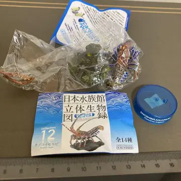 일본 수족관 입체 생물 도감 카노코 이세에비