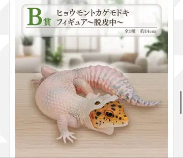 레오파드 도마뱀 B상